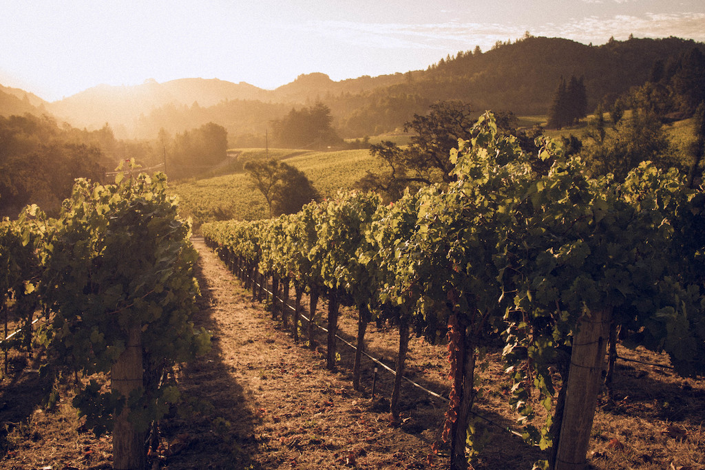 Vineyard and grape vines in Napa Valley, California in the early morning sun