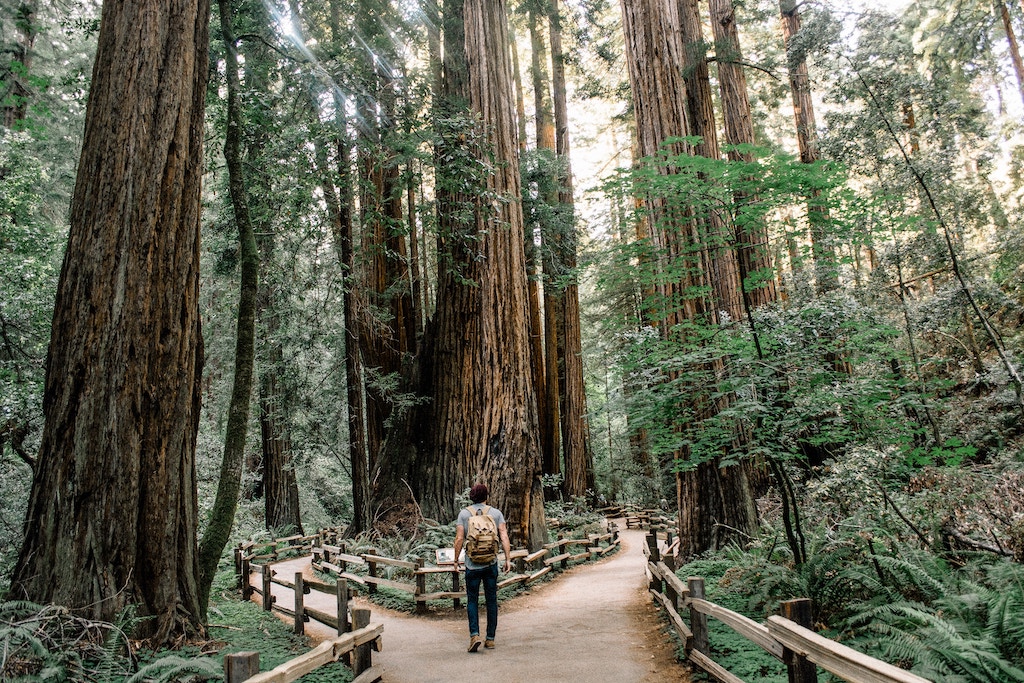 A man hiking in Muir Woods, California with a backpack staring up at the enormous trees in the forest