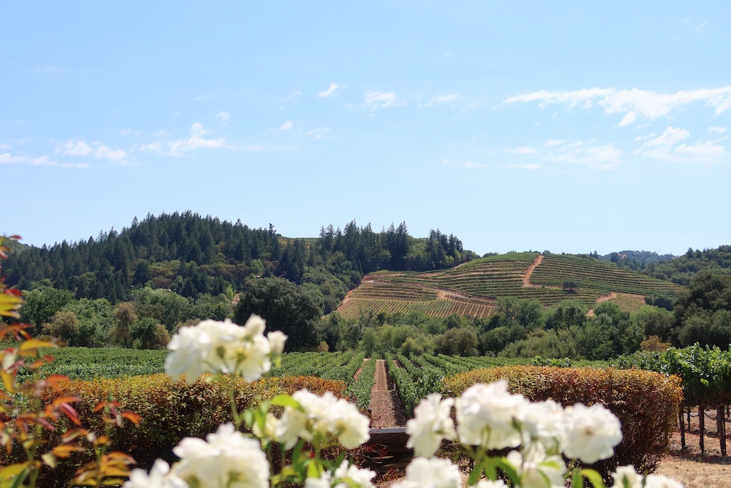 Vineyards with flowers and rolling hills in Napa Valley wine country near San Francisco, California