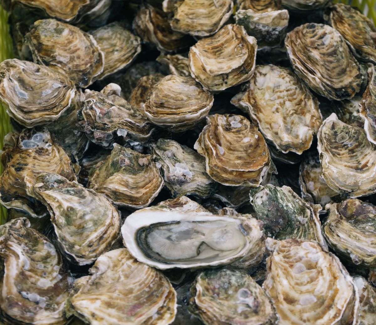 Oysters