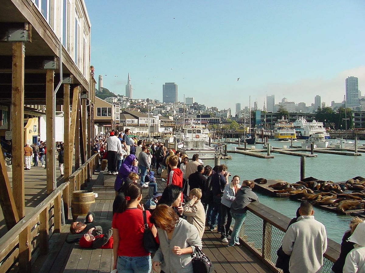 Sea lions decided where to stay in San Francisco