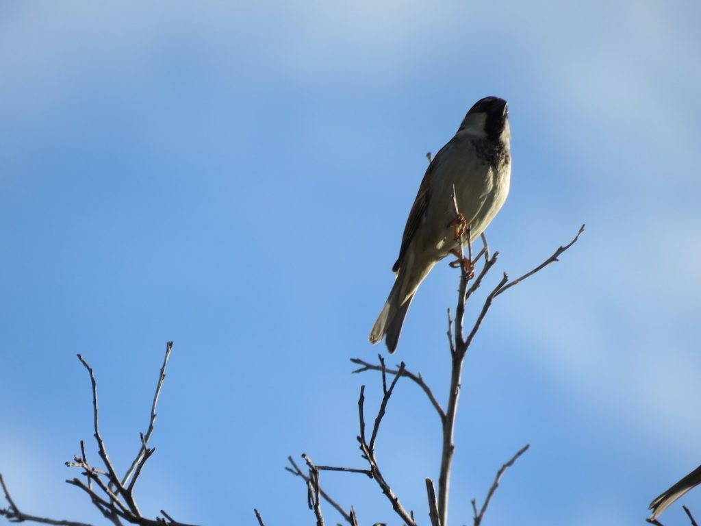 a bird perched on a branch