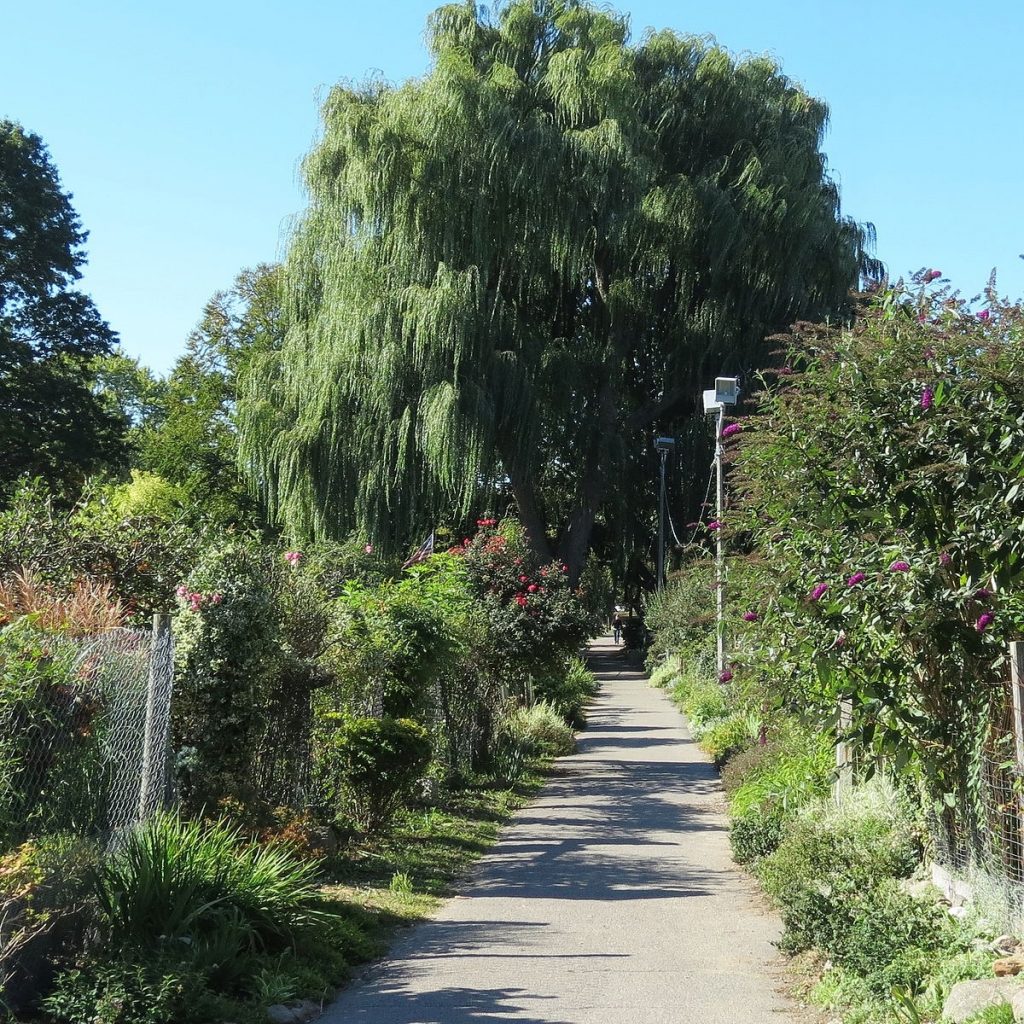 bike path surrounded by plants and trees