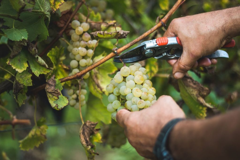 A Man harvesting in a vineyard for a sherry tasting in Jerez.